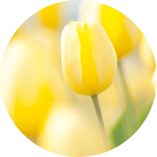 黄色いチューリップ