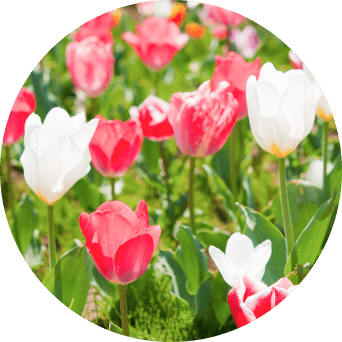 白とピンクのチューリップ