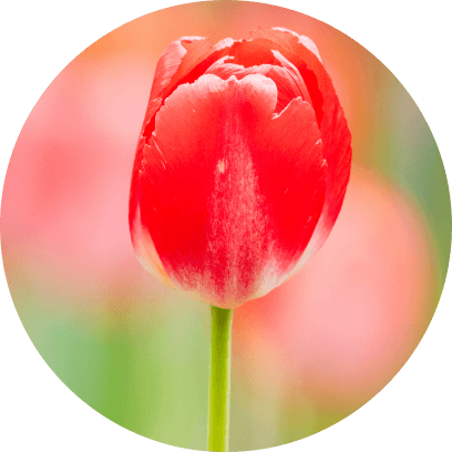 赤いチューリップ